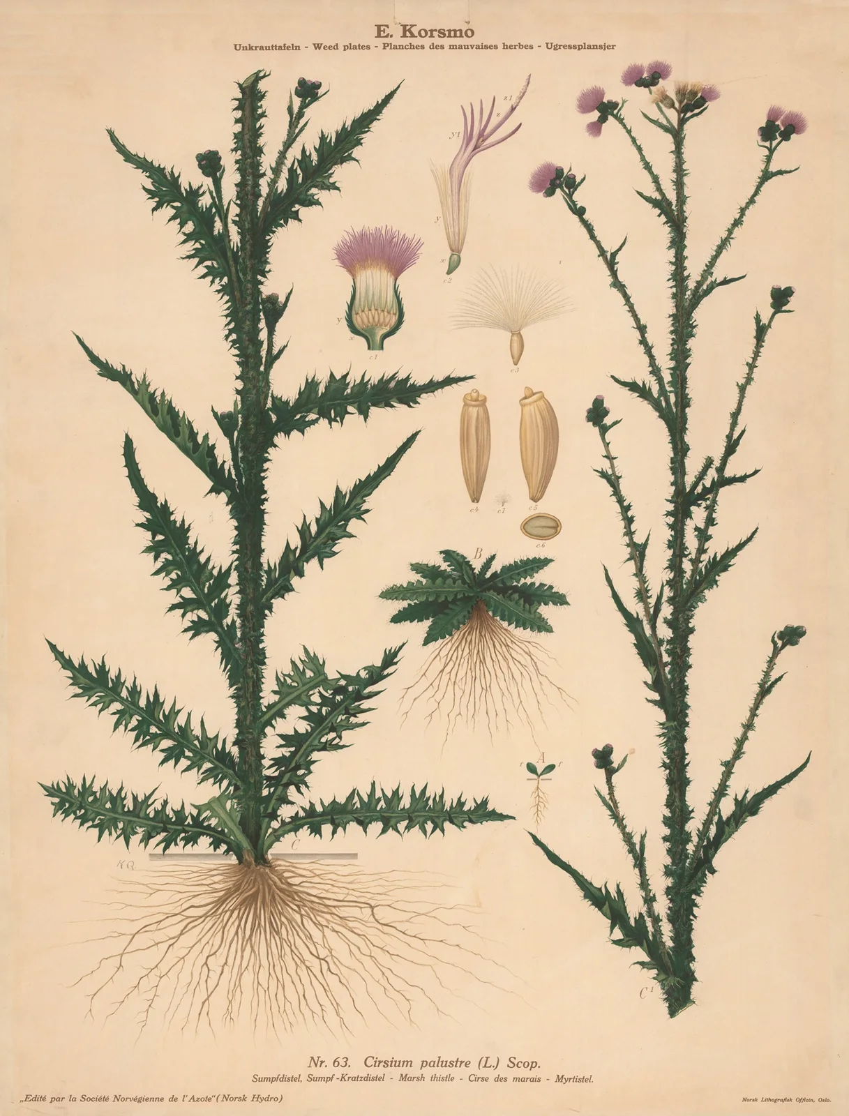 Marsh thistle av Knut Quelprud