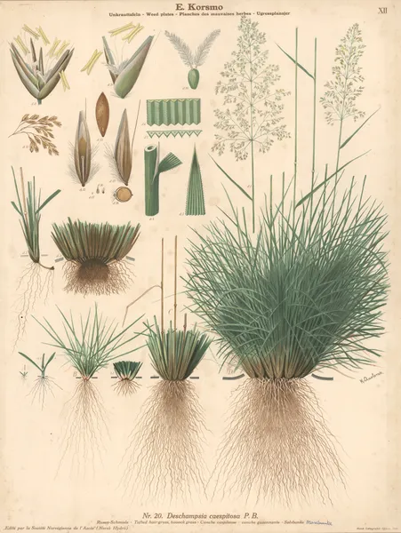 Tufted hair- grass, sussock grass av Knut Quelprud