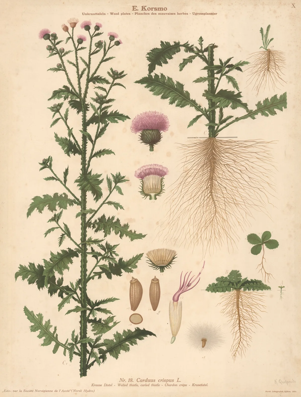 Welted thistle, Curled thistle av Knut Quelprud