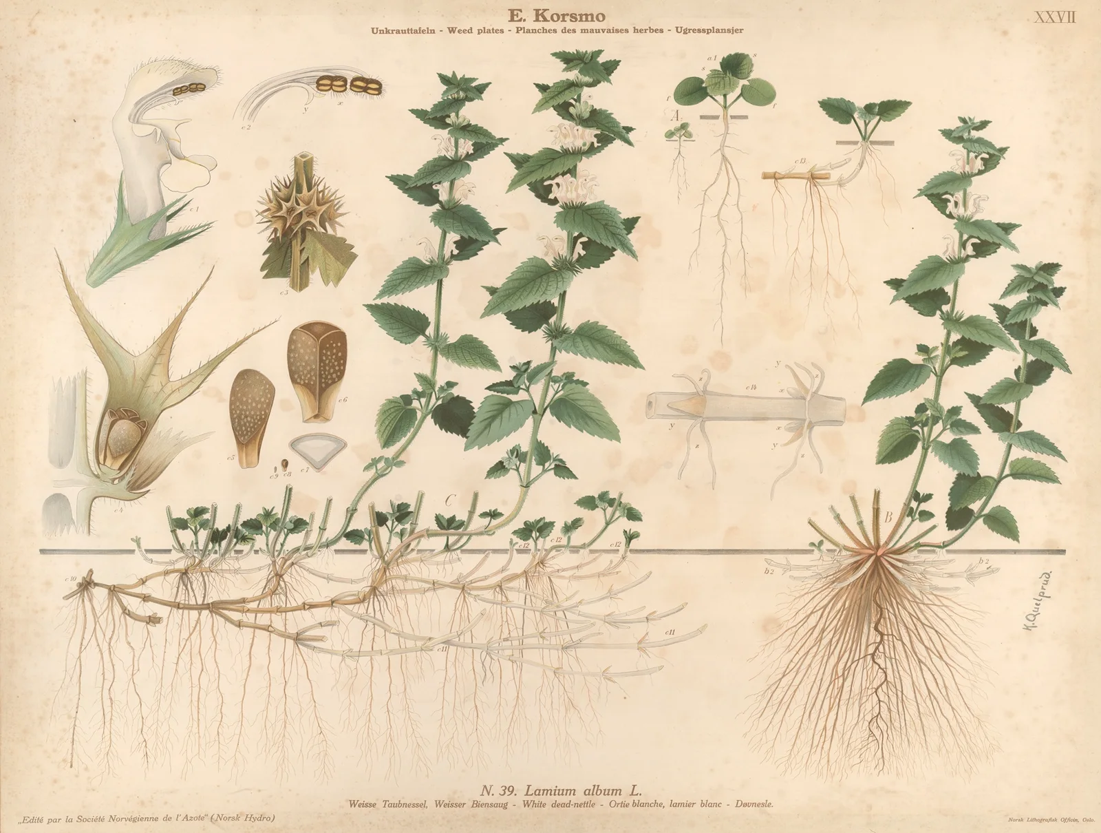 White dead-nettle av Knut Quelprud