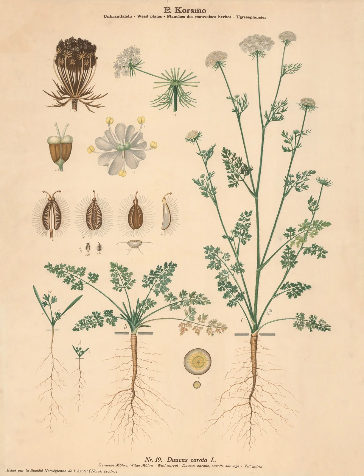 Wild carrot av Knut Quelprud