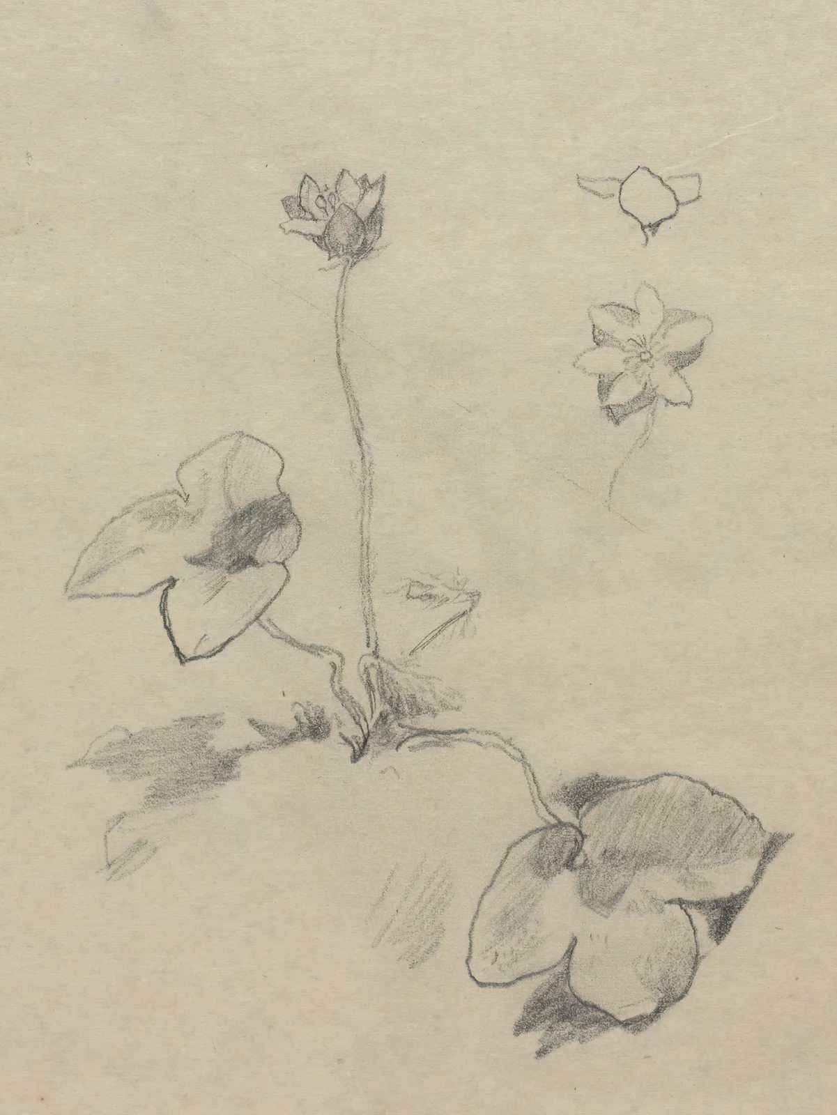 Anemone av John La Farge