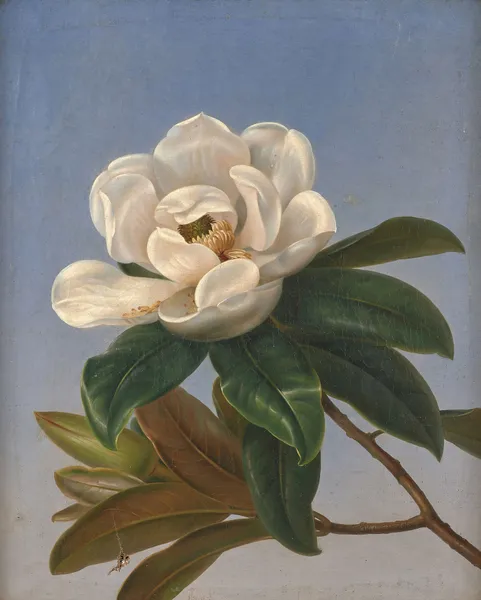 Fleur de magnolia av Johan Laurentz Jensen