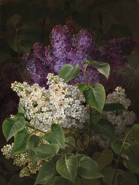 Weißer und violetter Flieder av Johan Laurentz Jensen
