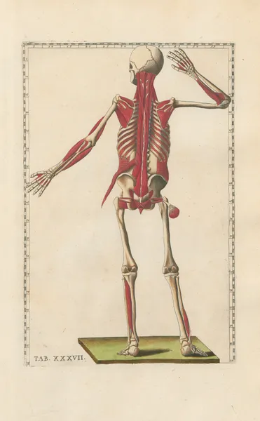 Bartholomaei Eustachii anatomici summi Romanae archetypae tabulae anatomicae novis explicationibus Pl.37 av Pier Leone Ghezzi