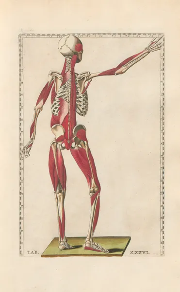 Bartholomaei Eustachii anatomici summi Romanae archetypae tabulae anatomicae novis explicationibus Pl.36 av Pier Leone Ghezzi