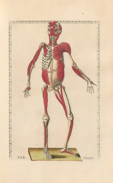Bartholomaei Eustachii anatomici summi Romanae archetypae tabulae anatomicae novis explicationibus Pl.35 av Pier Leone Ghezzi