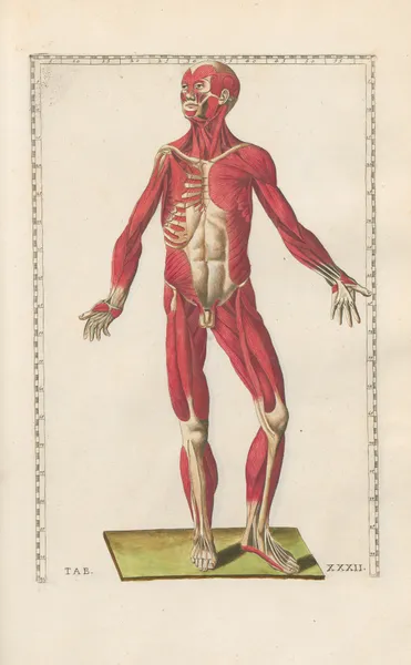 Bartholomaei Eustachii anatomici summi Romanae archetypae tabulae anatomicae novis explicationibus Pl.32 av Pier Leone Ghezzi