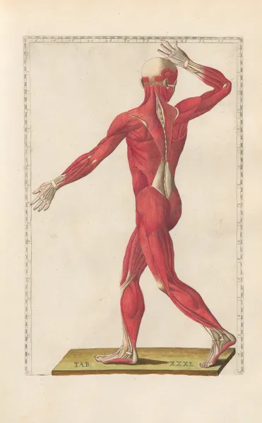 Bartholomaei Eustachii anatomici summi Romanae archetypae tabulae anatomicae novis explicationibus Pl.31 av Pier Leone Ghezzi