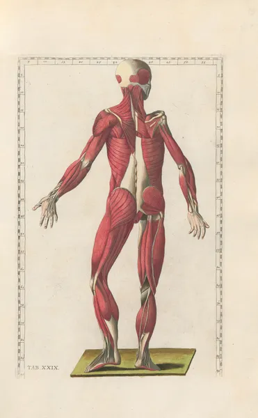 Bartholomaei Eustachii anatomici summi Romanae archetypae tabulae anatomicae novis explicationibus Pl.29 av Pier Leone Ghezzi