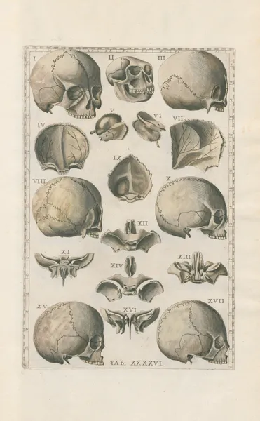 Bartholomaei Eustachii anatomici summi Romanae archetypae tabulae anatomicae novis explicationibus Pl.46 av Pier Leone Ghezzi