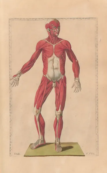 Bartholomaei Eustachii anatomici summi Romanae archetypae tabulae anatomicae novis explicationibus Pl.28 av Pier Leone Ghezzi