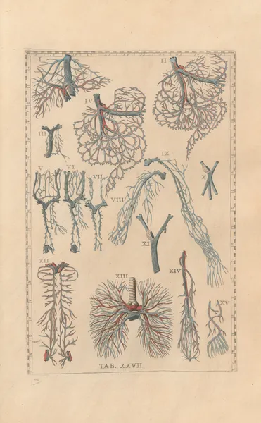 Bartholomaei Eustachii anatomici summi Romanae archetypae tabulae anatomicae novis explicationibus Pl.27 av Pier Leone Ghezzi