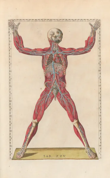 Bartholomaei Eustachii anatomici summi Romanae archetypae tabulae anatomicae novis explicationibus Pl.25 av Pier Leone Ghezzi