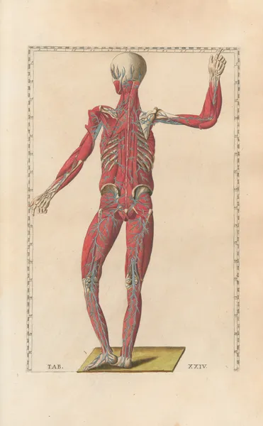 Bartholomaei Eustachii anatomici summi Romanae archetypae tabulae anatomicae novis explicationibus Pl.24 av Pier Leone Ghezzi