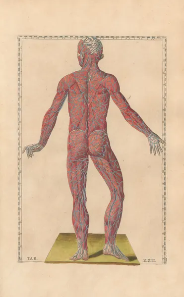 Bartholomaei Eustachii anatomici summi Romanae archetypae tabulae anatomicae novis explicationibus Pl.22 av Pier Leone Ghezzi