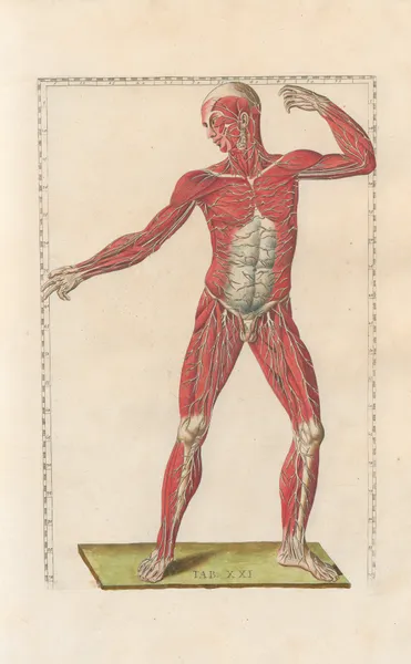 Bartholomaei Eustachii anatomici summi Romanae archetypae tabulae anatomicae novis explicationibus Pl.21 av Pier Leone Ghezzi