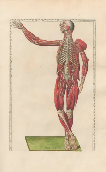Bartholomaei Eustachii anatomici summi Romanae archetypae tabulae anatomicae novis explicationibus Pl.19 av Pier Leone Ghezzi