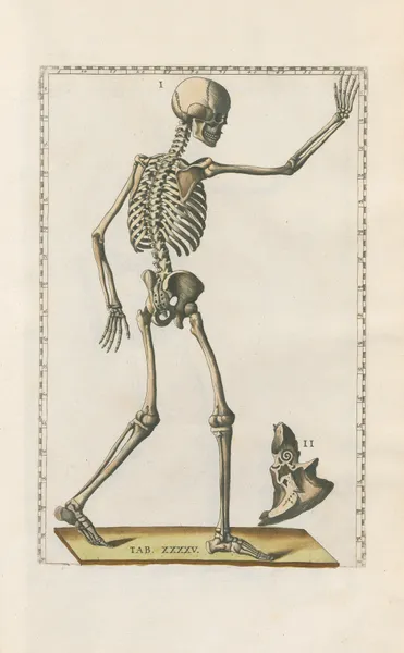 Bartholomaei Eustachii anatomici summi Romanae archetypae tabulae anatomicae novis explicationibus Pl.45 av Pier Leone Ghezzi