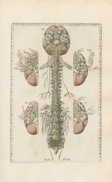 Bartholomaei Eustachii anatomici summi Romanae archetypae tabulae anatomicae novis explicationibus Pl.18 av Pier Leone Ghezzi