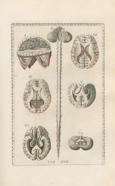 Bartholomaei Eustachii anatomici summi Romanae archetypae tabulae anatomicae novis explicationibus Pl.17 av Pier Leone Ghezzi