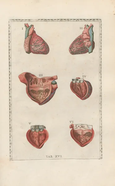 Bartholomaei Eustachii anatomici summi Romanae archetypae tabulae anatomicae novis explicationibus Pl.16 av Pier Leone Ghezzi