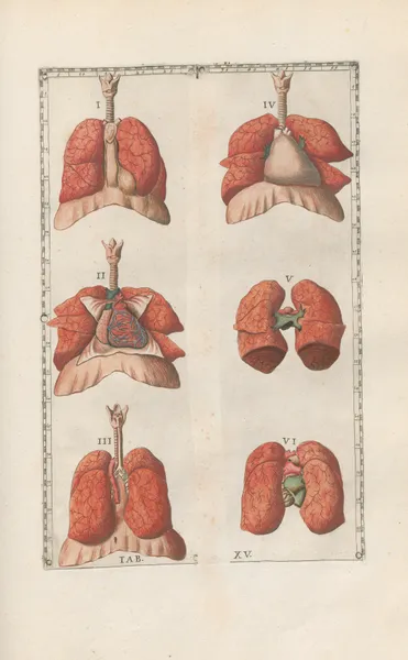 Bartholomaei Eustachii anatomici summi Romanae archetypae tabulae anatomicae novis explicationibus Pl.15 av Pier Leone Ghezzi