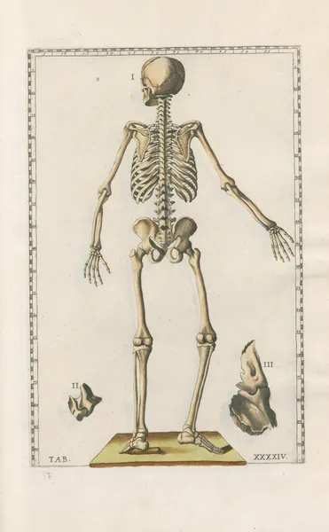 Bartholomaei Eustachii anatomici summi Romanae archetypae tabulae anatomicae novis explicationibus Pl.44 av Pier Leone Ghezzi