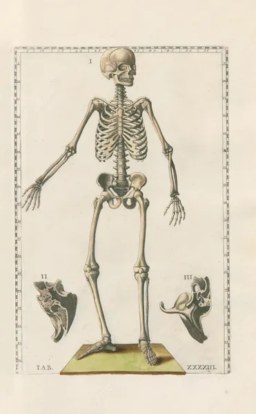 Bartholomaei Eustachii anatomici summi Romanae archetypae tabulae anatomicae novis explicationibus Pl.43 av Pier Leone Ghezzi