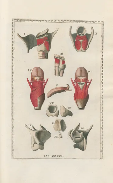 Bartholomaei Eustachii anatomici summi Romanae archetypae tabulae anatomicae novis explicationibus Pl.42 av Pier Leone Ghezzi