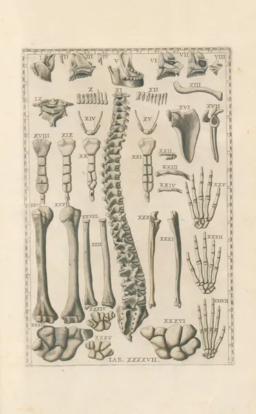 Bartholomaei Eustachii anatomici summi Romanae archetypae tabulae anatomicae novis explicationibus Pl.47 av Pier Leone Ghezzi