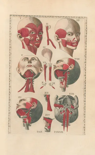Bartholomaei Eustachii anatomici summi Romanae archetypae tabulae anatomicae novis explicationibus Pl.41 av Pier Leone Ghezzi