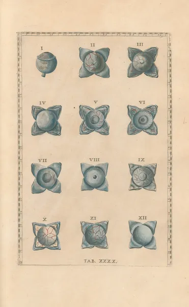 Bartholomaei Eustachii anatomici summi Romanae archetypae tabulae anatomicae novis explicationibus Pl.40 av Pier Leone Ghezzi