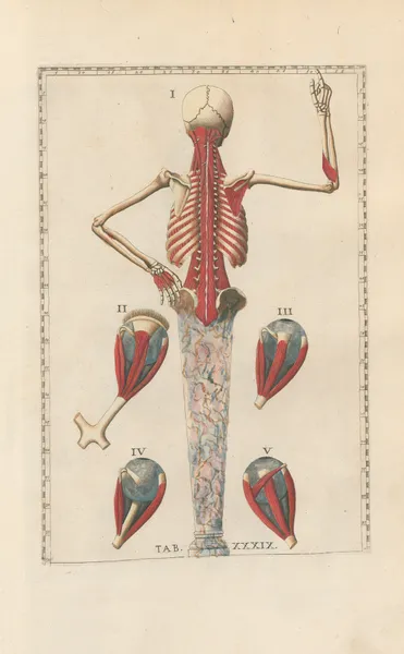 Bartholomaei Eustachii anatomici summi Romanae archetypae tabulae anatomicae novis explicationibus Pl.39 av Pier Leone Ghezzi