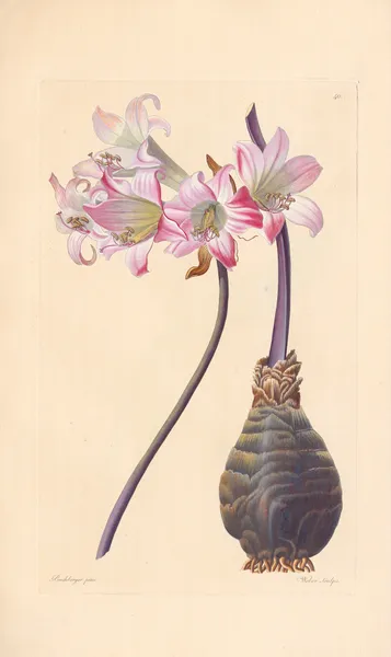 Amaryllis belladonna av Leopold Trattinnick