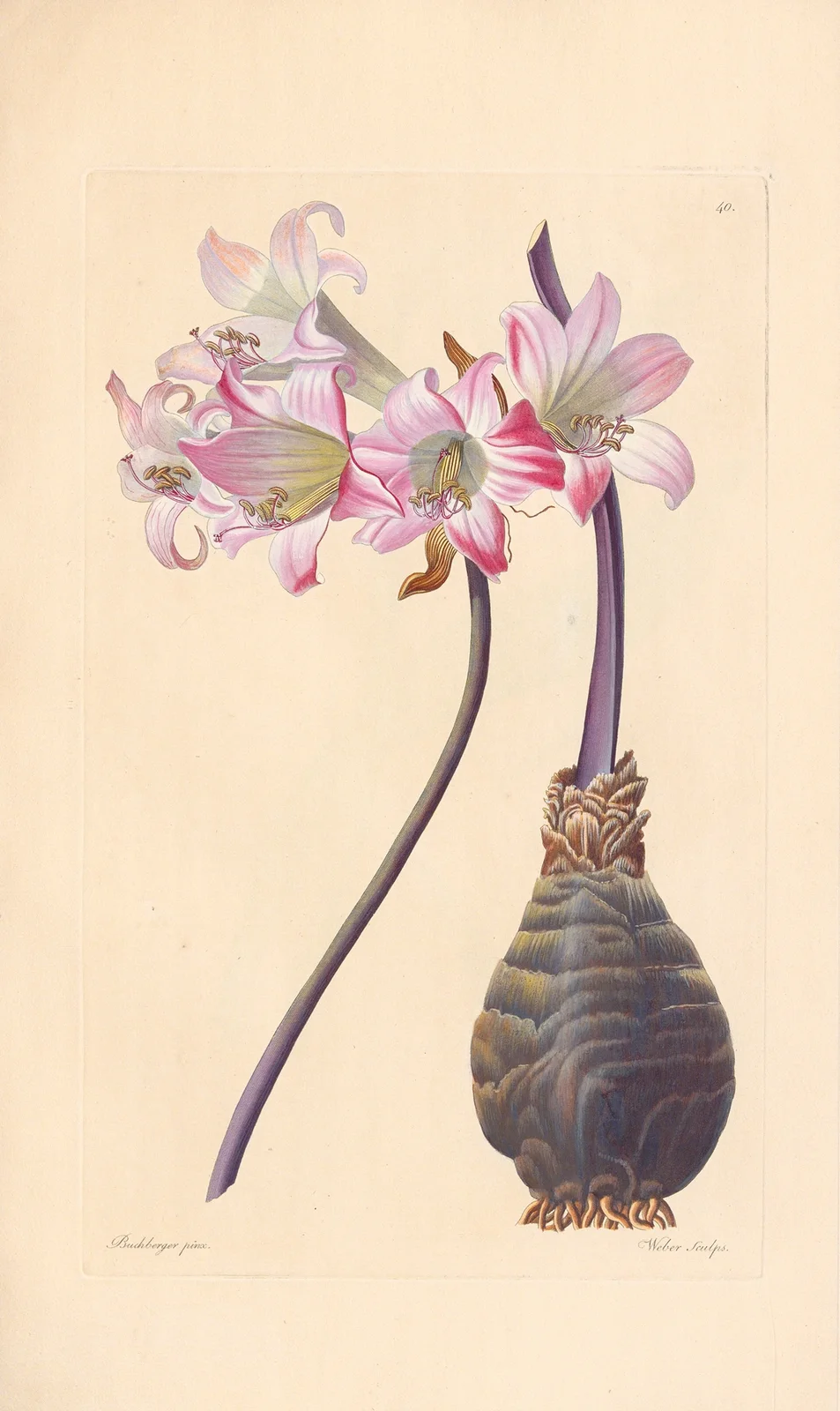 Amaryllis belladonna av Leopold Trattinnick