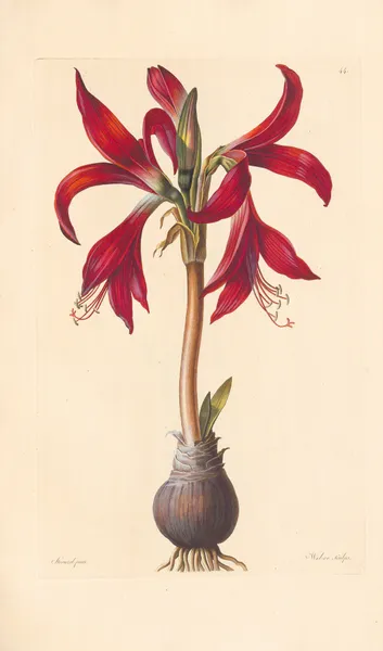Amaryllis formosissima av Leopold Trattinnick