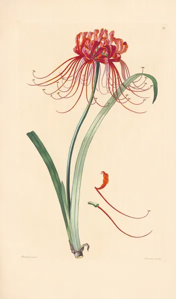 Amaryllis radiata av Leopold Trattinnick
