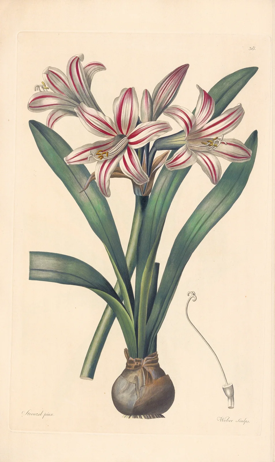 Amaryllis vittata av Leopold Trattinnick