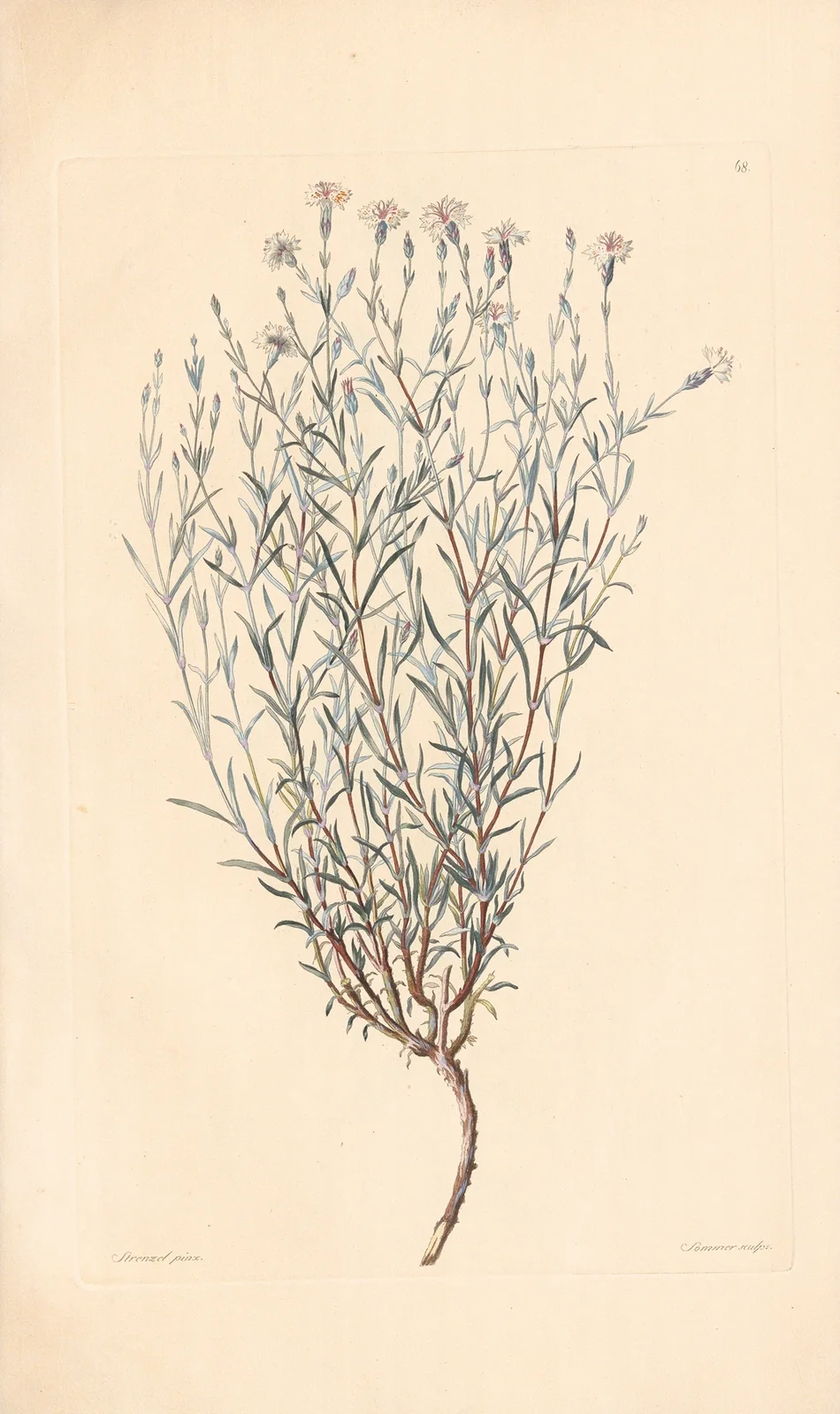 Dianthus rigidus av Leopold Trattinnick