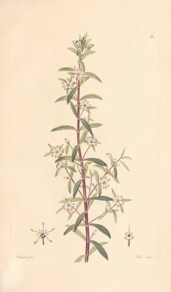 Diosma serratifolium av Leopold Trattinnick