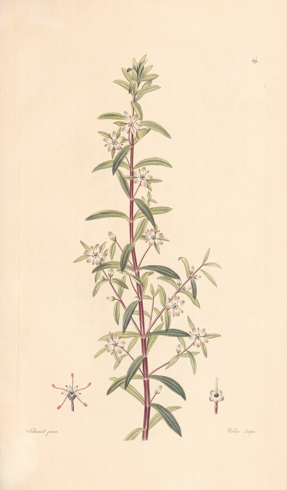 Diosma serratifolium av Leopold Trattinnick