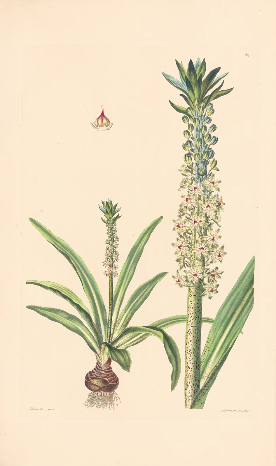 Eucomis punctata av Leopold Trattinnick