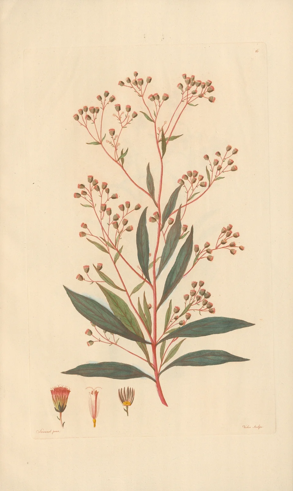 Eupatorium Ayapana av Leopold Trattinnick