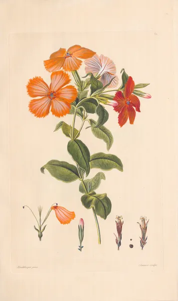 Hedona sinensis av Leopold Trattinnick