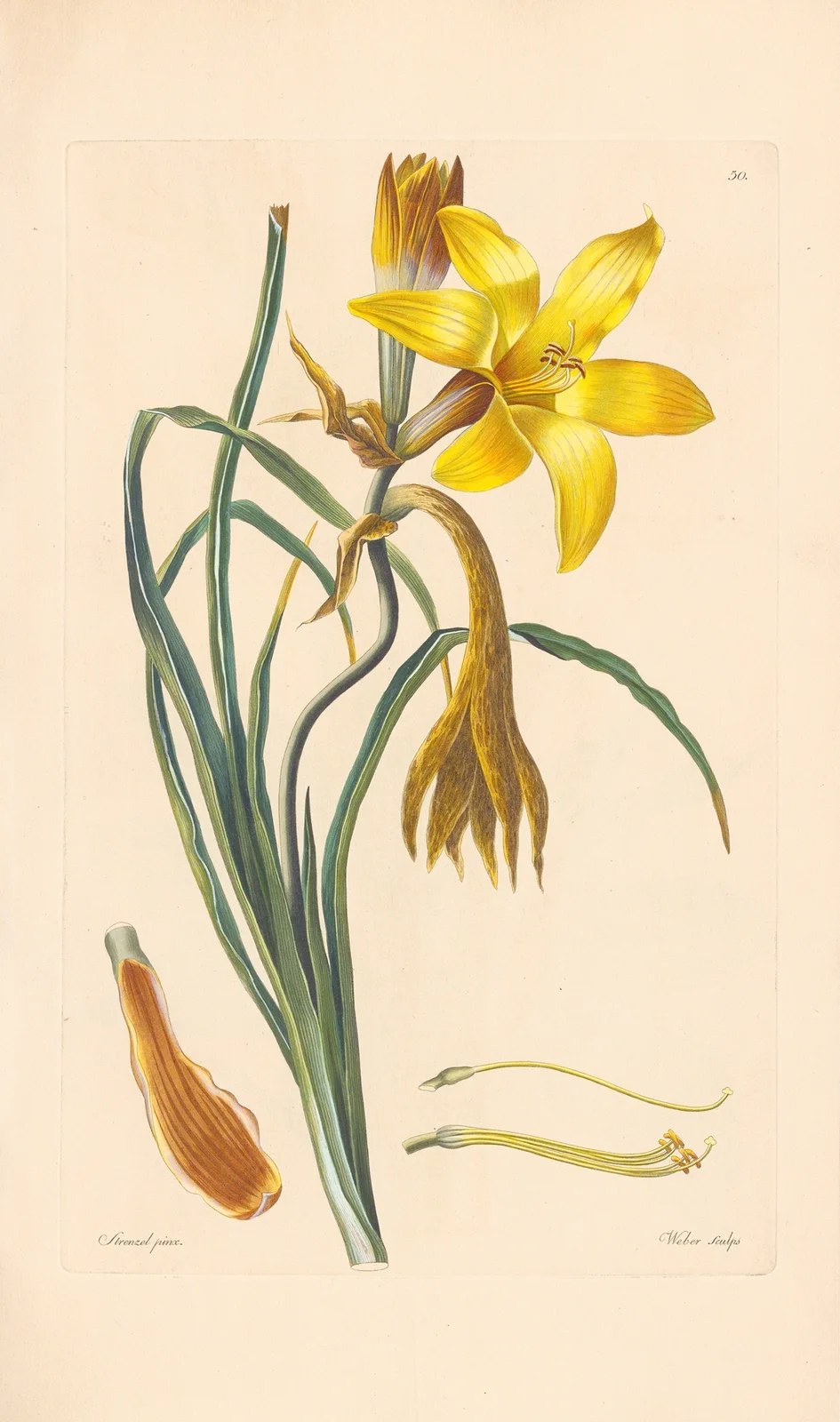 Hemerocallis graminea av Leopold Trattinnick