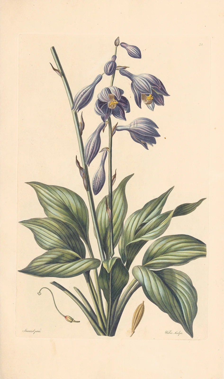 Hosta coerulea av Leopold Trattinnick