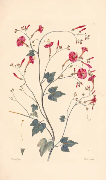 Ipomea hederaefolia av Leopold Trattinnick