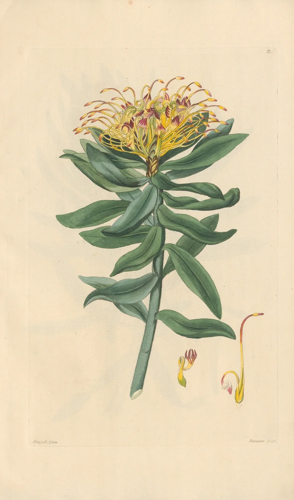Leucospermum medium av Leopold Trattinnick