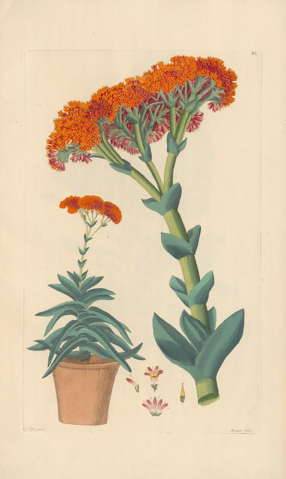 Rochea falcata av Leopold Trattinnick